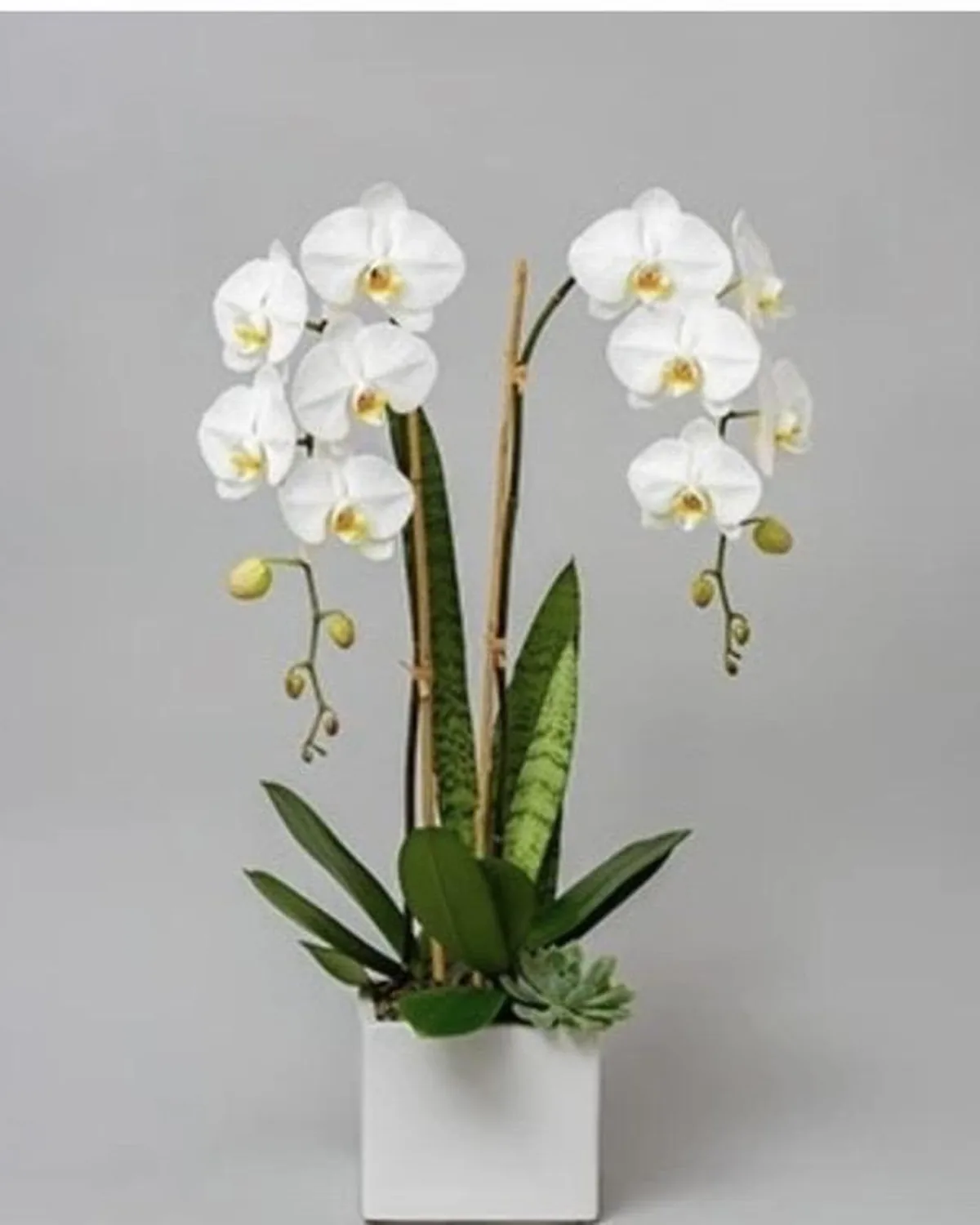 New Home & Housewarming Flowers — MAYDE floral delivery on DoorDash