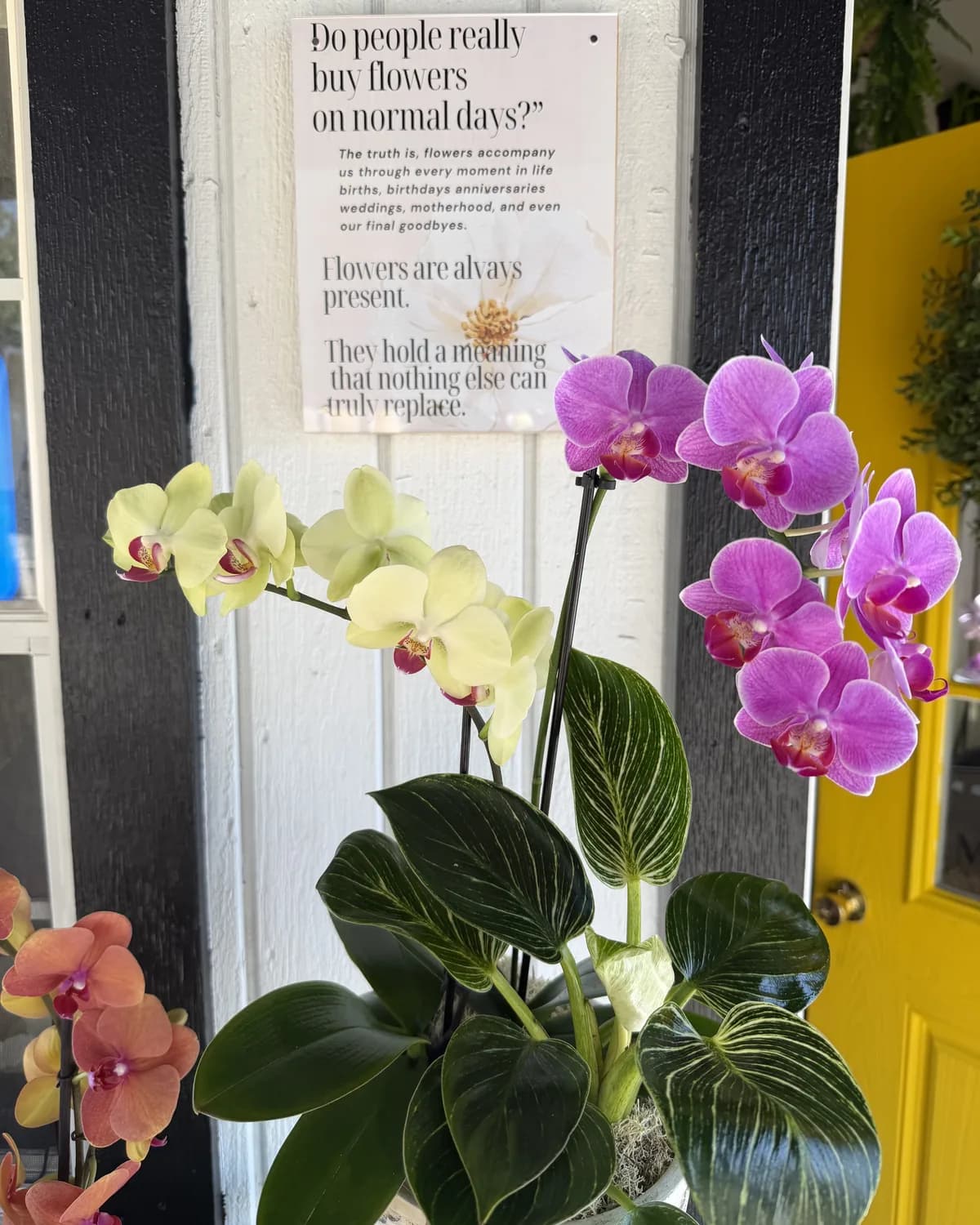 Phalaenopsis orchid plants in the MAYDE Market storefront window in Cameron Park